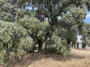 Finca DE 47 hectáreas, con 2 casas en Cuenca