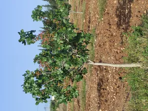 Villa tres casas+ finca pistachos