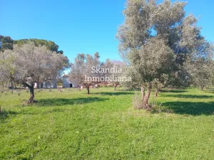 Finca Viñedo con Masia en Produccion