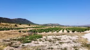 Terreno rústico en venta en Villena, Alicante