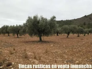 finca en venta 321 has viña olivar caza menor