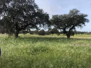 Excelente Finca de 435ha a 15 km de Badajoz