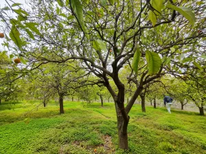FINCA REGADÍO ALOZAINA