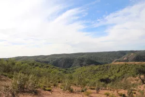 FINCA DE CAZA Y CORCHO EN HUELVA - 1447