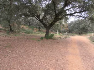 FINCA HIPICA Y DE RECREO EN SEVILLA - 1353