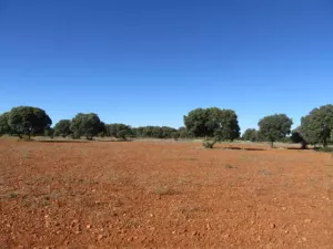 FINCA DE LABOR Y CAZA MENOR EN CIUDAD REAL