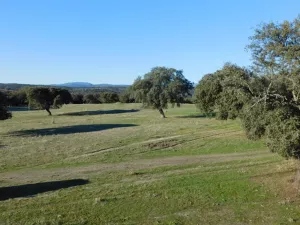 DEHESA GANADERA EN CACERES - 1324