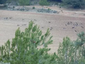 FINCA CINEGETICA EN CUENCA - 1315
