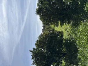 Finca de naranjos en Palma del Río
