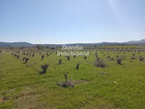 Finca Viñedo con Masia en Produccion