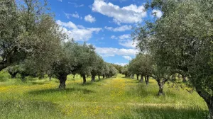 Finca Valdeverdeja