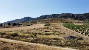 Terreno rústico en venta en Villena, Alicante