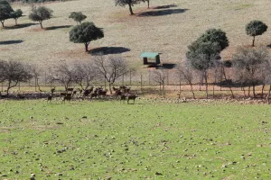 Espectacular finca en Toledo Ref. 1528